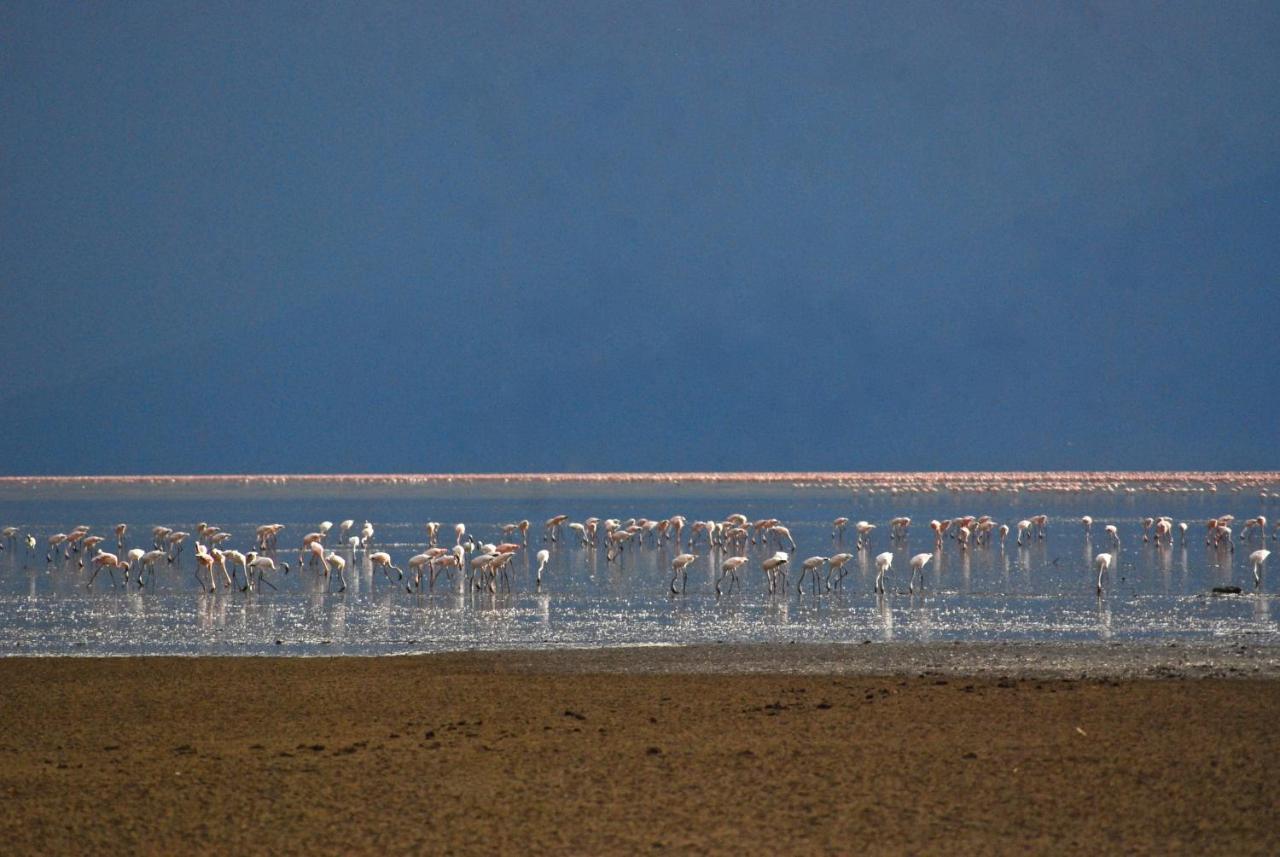 Migunga Tented Camp Mto wa Mbu Buitenkant foto