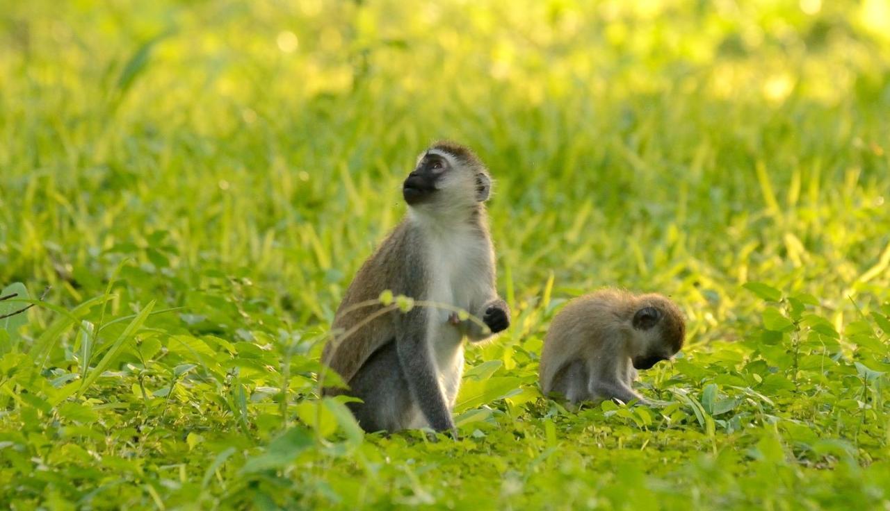 Migunga Tented Camp Mto wa Mbu Buitenkant foto